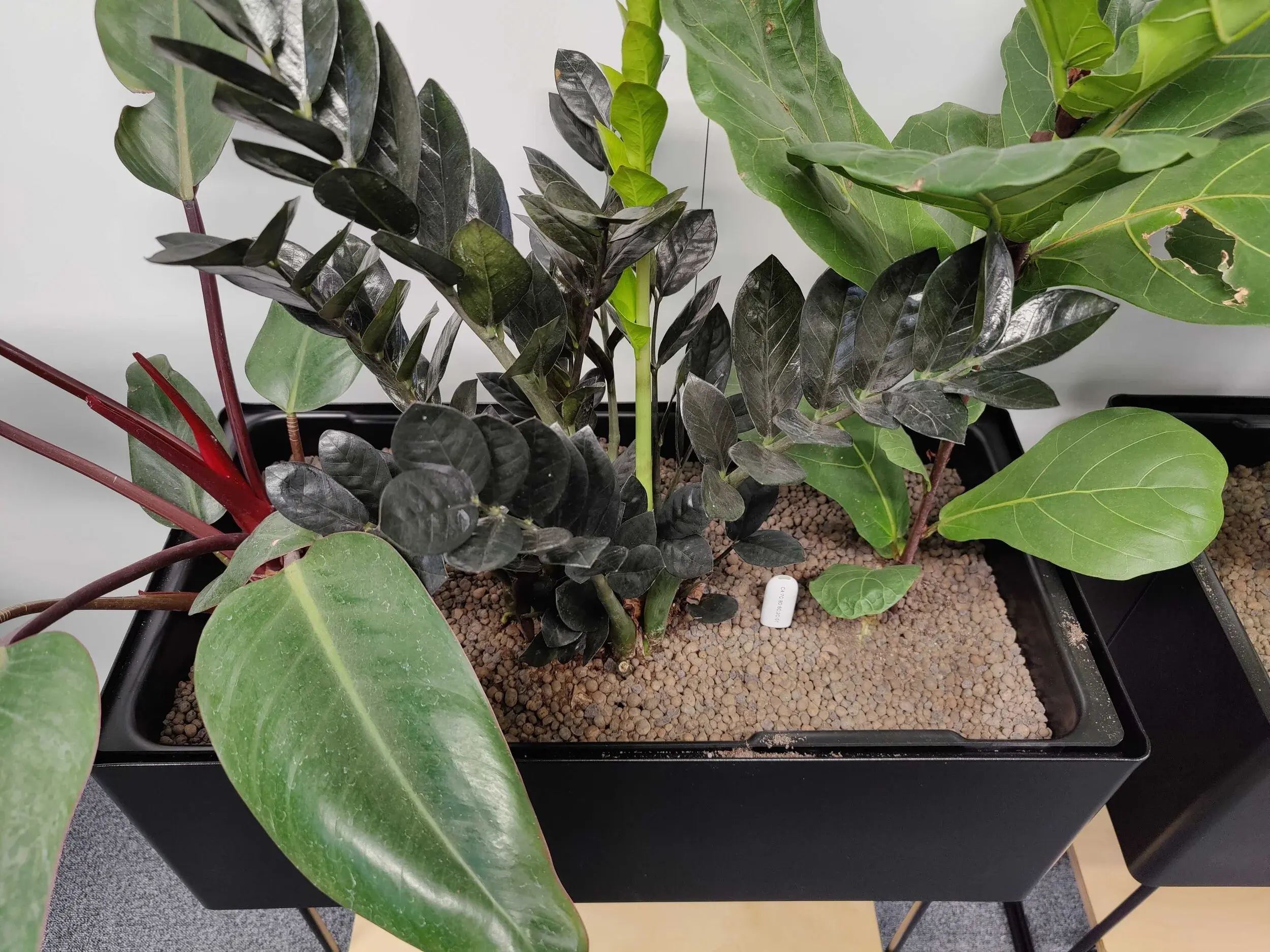 Office plants at the Polar Squad Tampere office