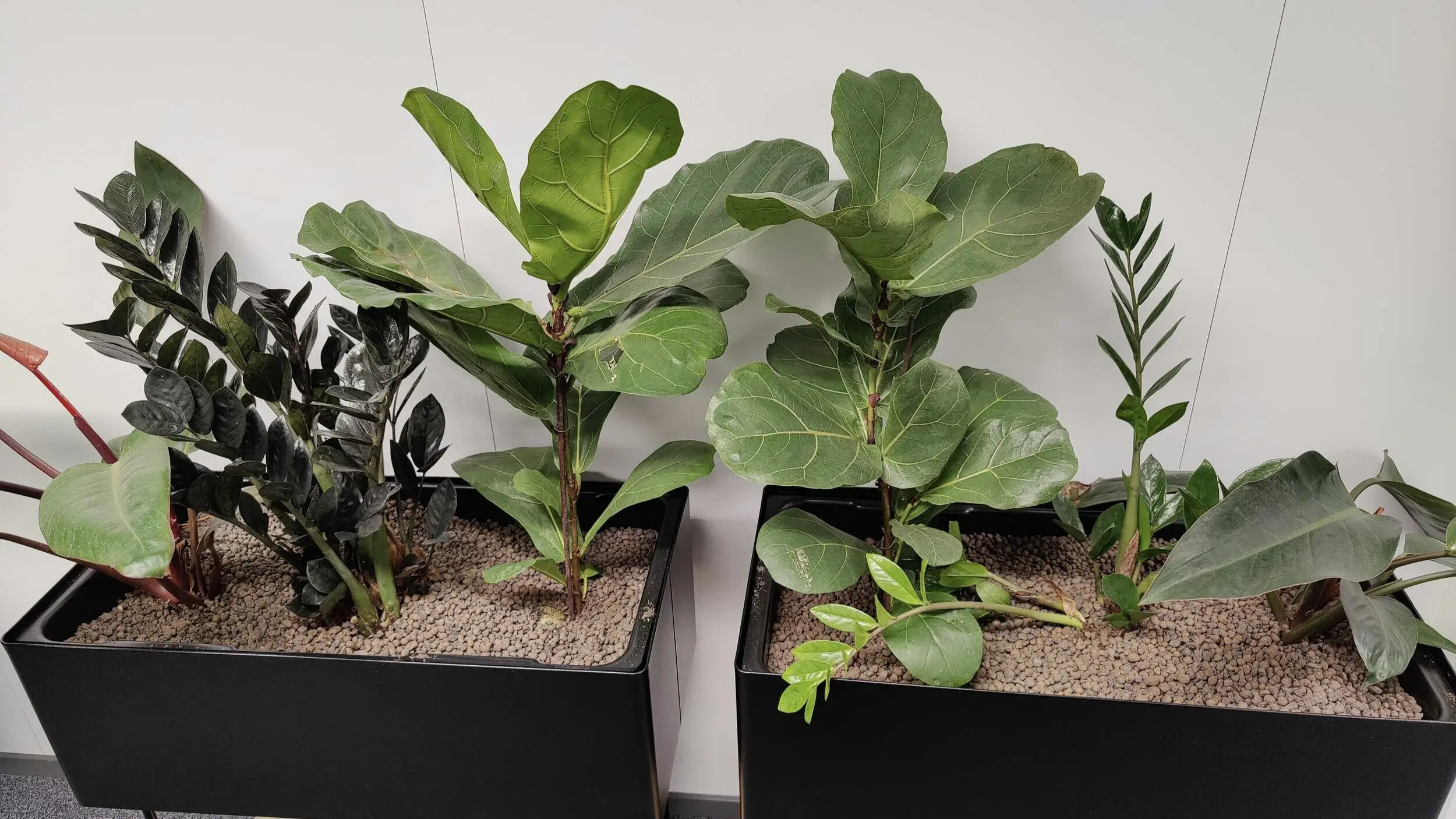 Plants in the Polar Squad Tampere office